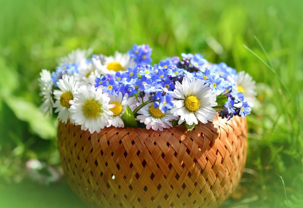 daisy, forget me not, spring, spring flowers, meadow, pointed flower, plant, blossom, bloom, nature, idyll, bloom, blue forget-me-not, flora, forget me not, spring, spring, spring, spring, spring