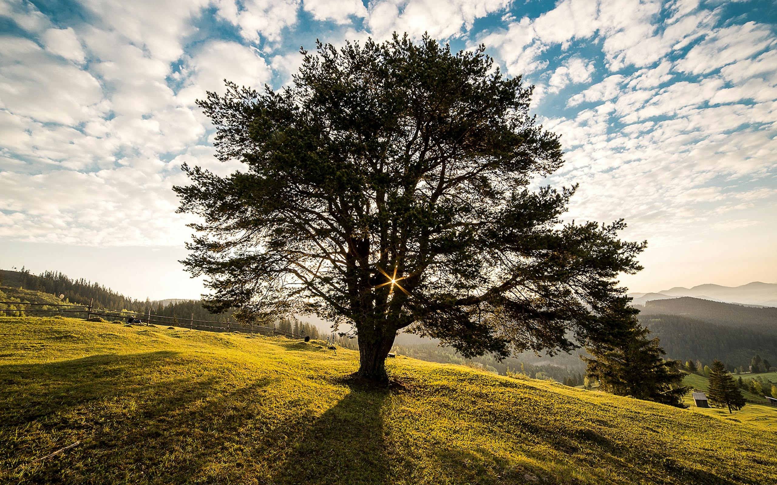  A tranquil tree scene in the Romanian countryside at dawn, showcasing nature's beauty.