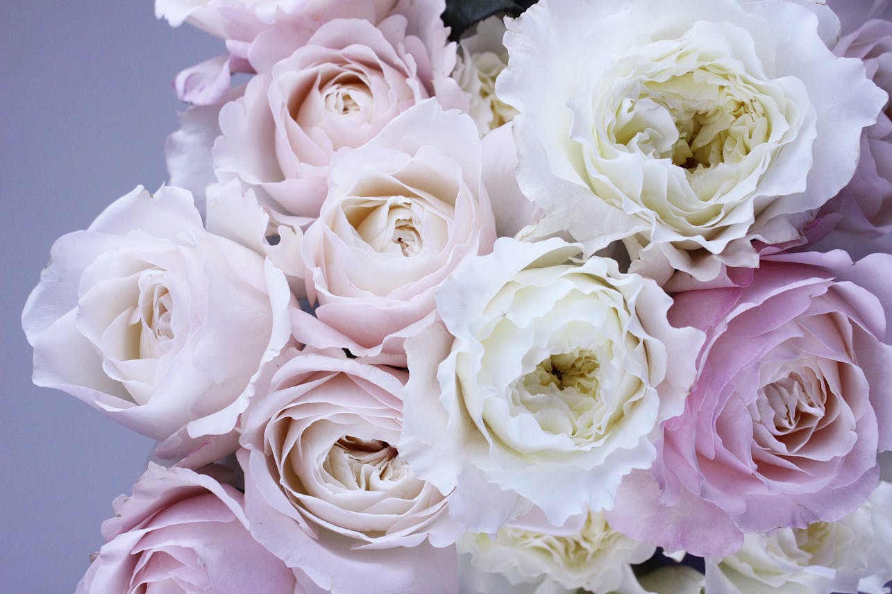 A stunning close-up of pastel pink and white roses, capturing their delicate beauty and elegance.