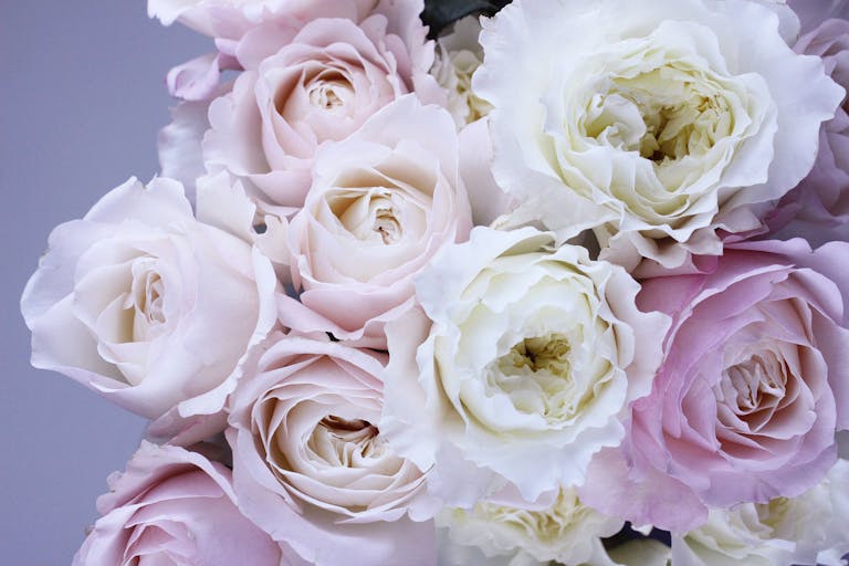 A stunning close-up of pastel pink and white roses, capturing their delicate beauty and elegance.