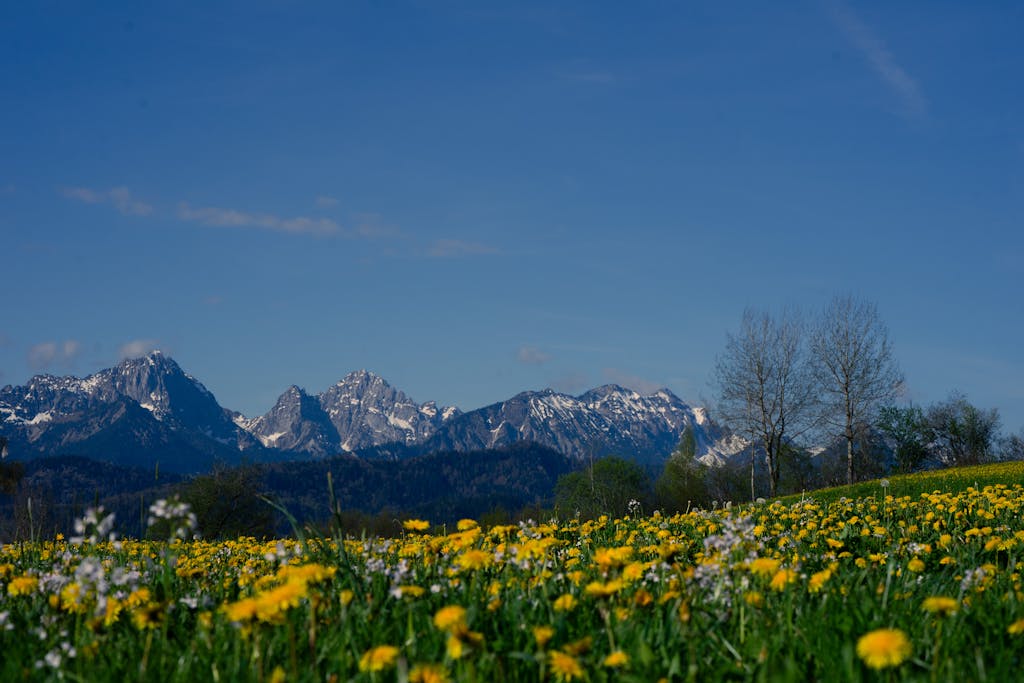 A scenic spring landscape in Lenggries, Bavaria with wildflowers and mountain views.