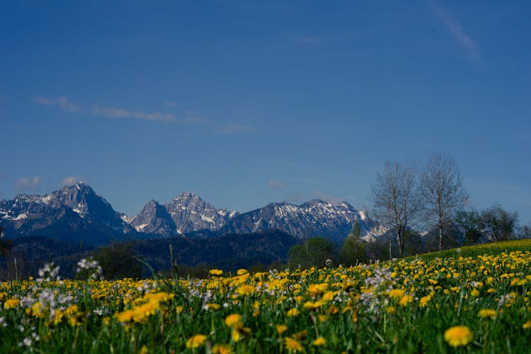 A scenic spring landscape in Lenggries, Bavaria with wildflowers and mountain views.