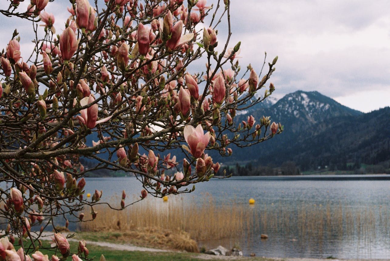 Beautiful magnolia blossoms by a serene Bavarian lake with mountain views.