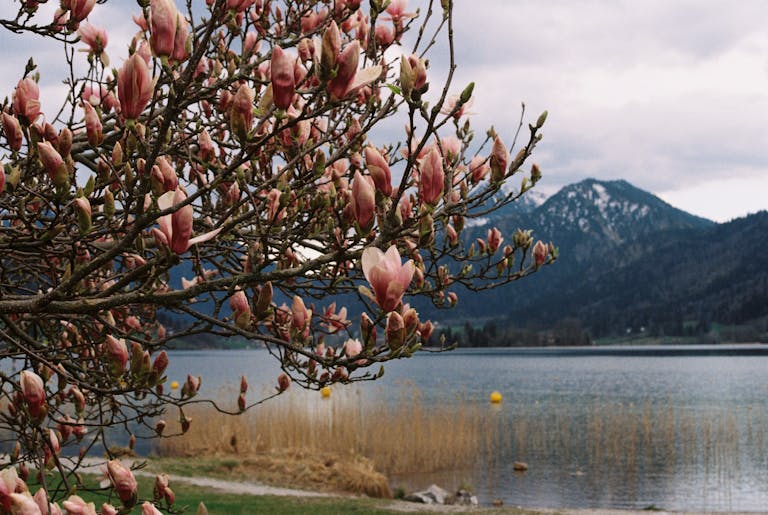 Beautiful magnolia blossoms by a serene Bavarian lake with mountain views.