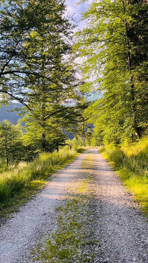 A serene gravel path through a lush green forest under bright summer sunlight.