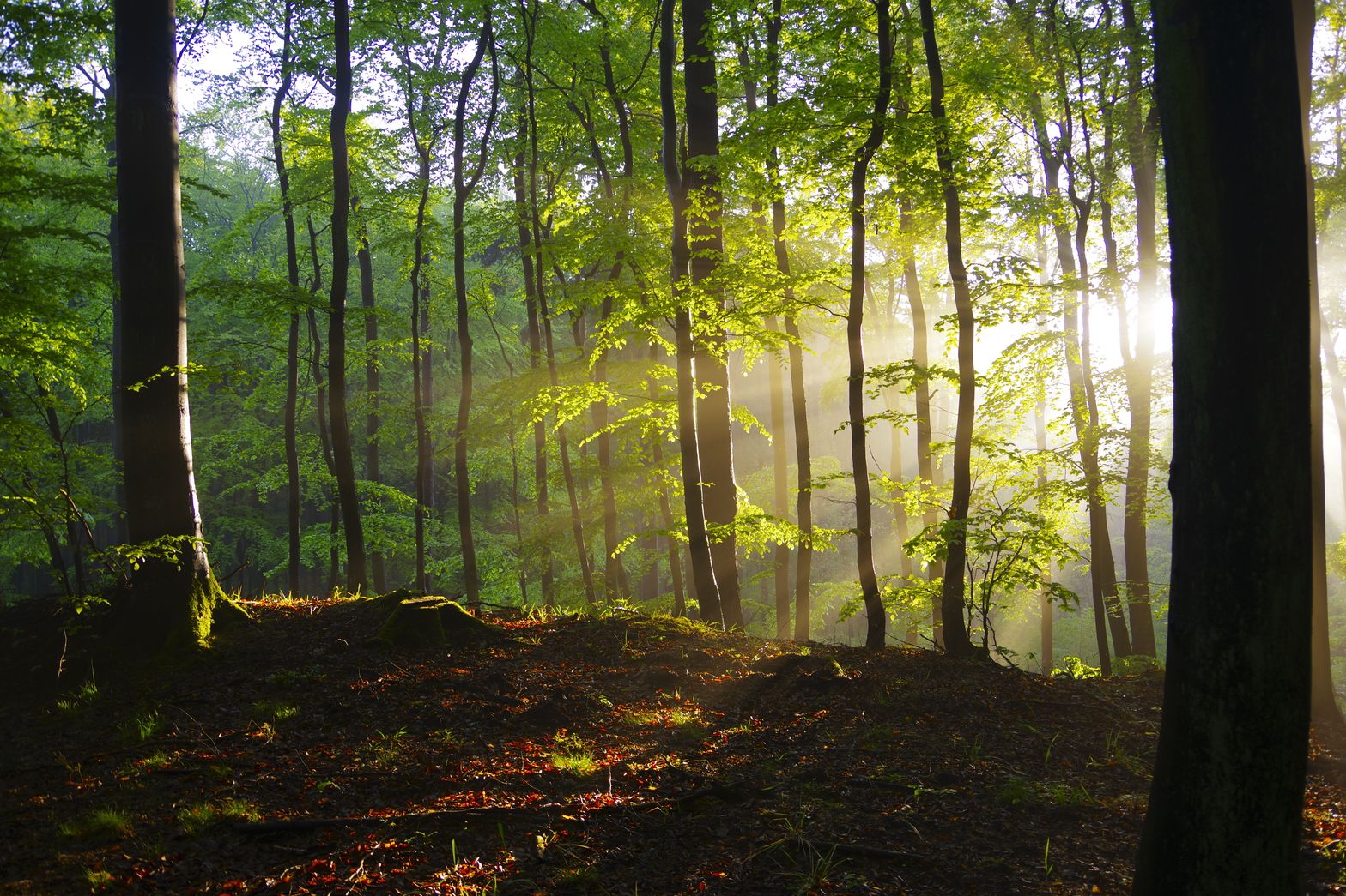 High tree trunks with bright green leaves growing on uneven terrain illuminated by shining sun at dawn