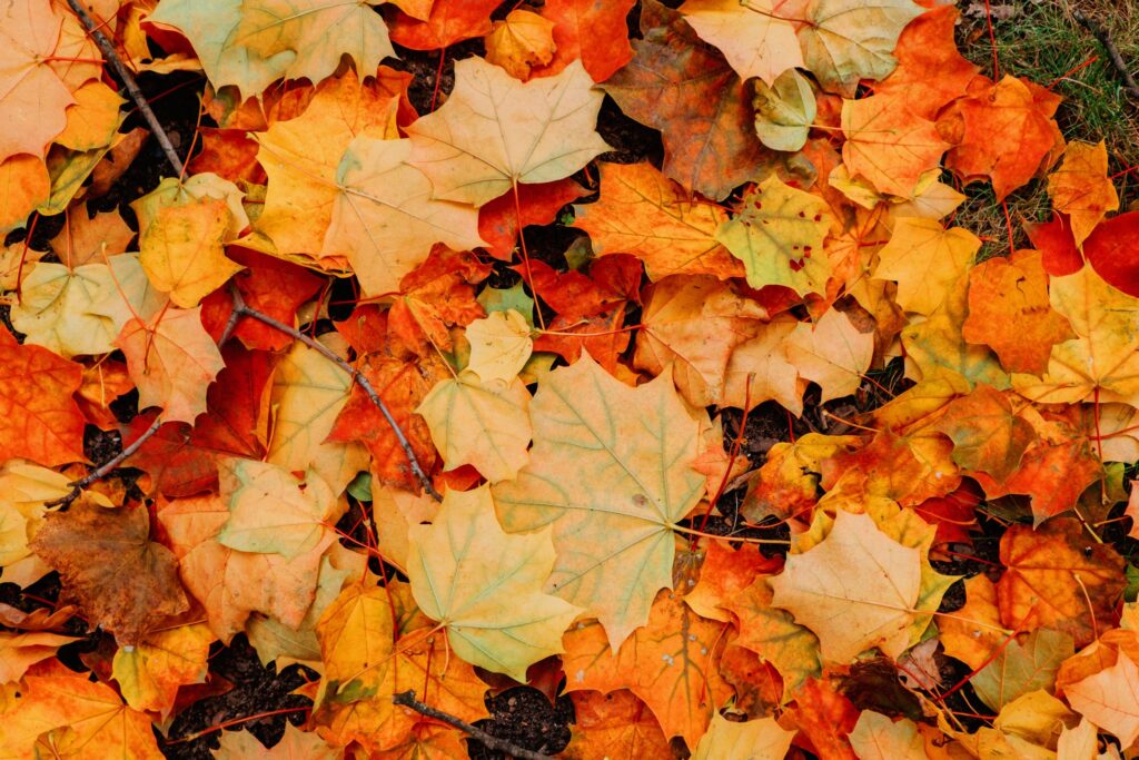 Colorful fall maple leaves on the ground in an overhead perspective.