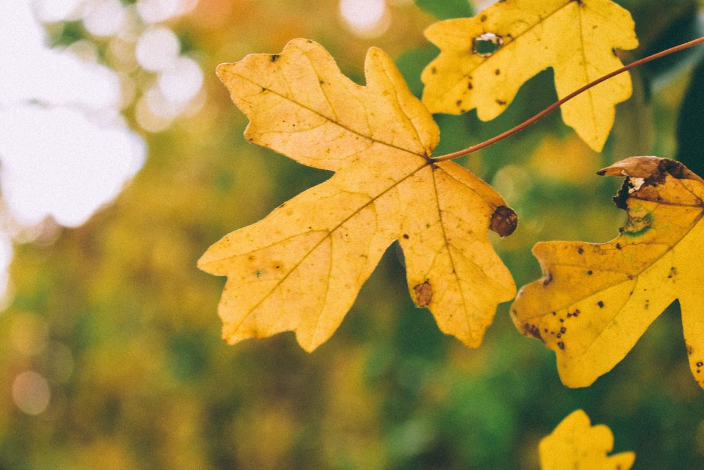 Vibrant yellow maple leaves in a detailed close-up, capturing fall's essence.